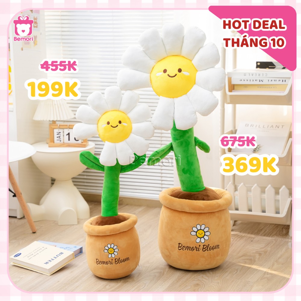 Ưu đãi chậu hoa bông daisy chỉ từ 199K
