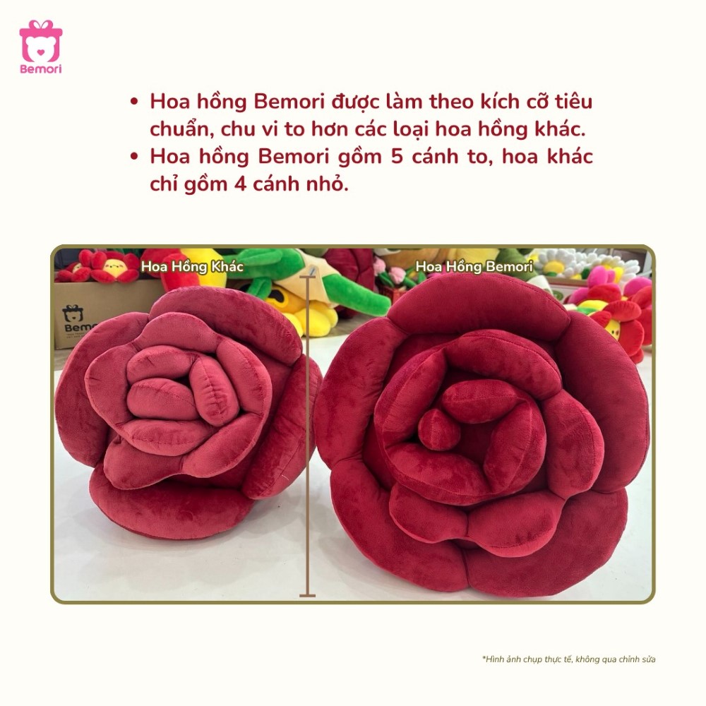 Hoa hồng khổng lồ Bemori có chu vi to hơn các loại hoa khác