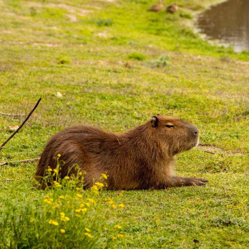 Capybara là loài gặm nhấm lớn nhất thế giới