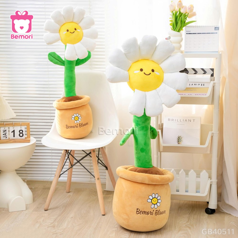 Chậu Hoa Daisy Bông