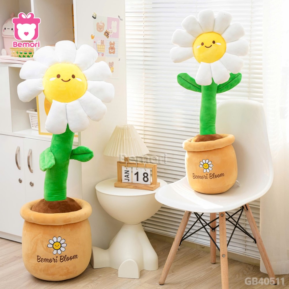 Chậu Hoa Daisy Bông