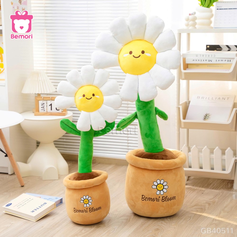 Chậu hoa Daisy bông nhẹ nhàng, tinh tế và dễ phối