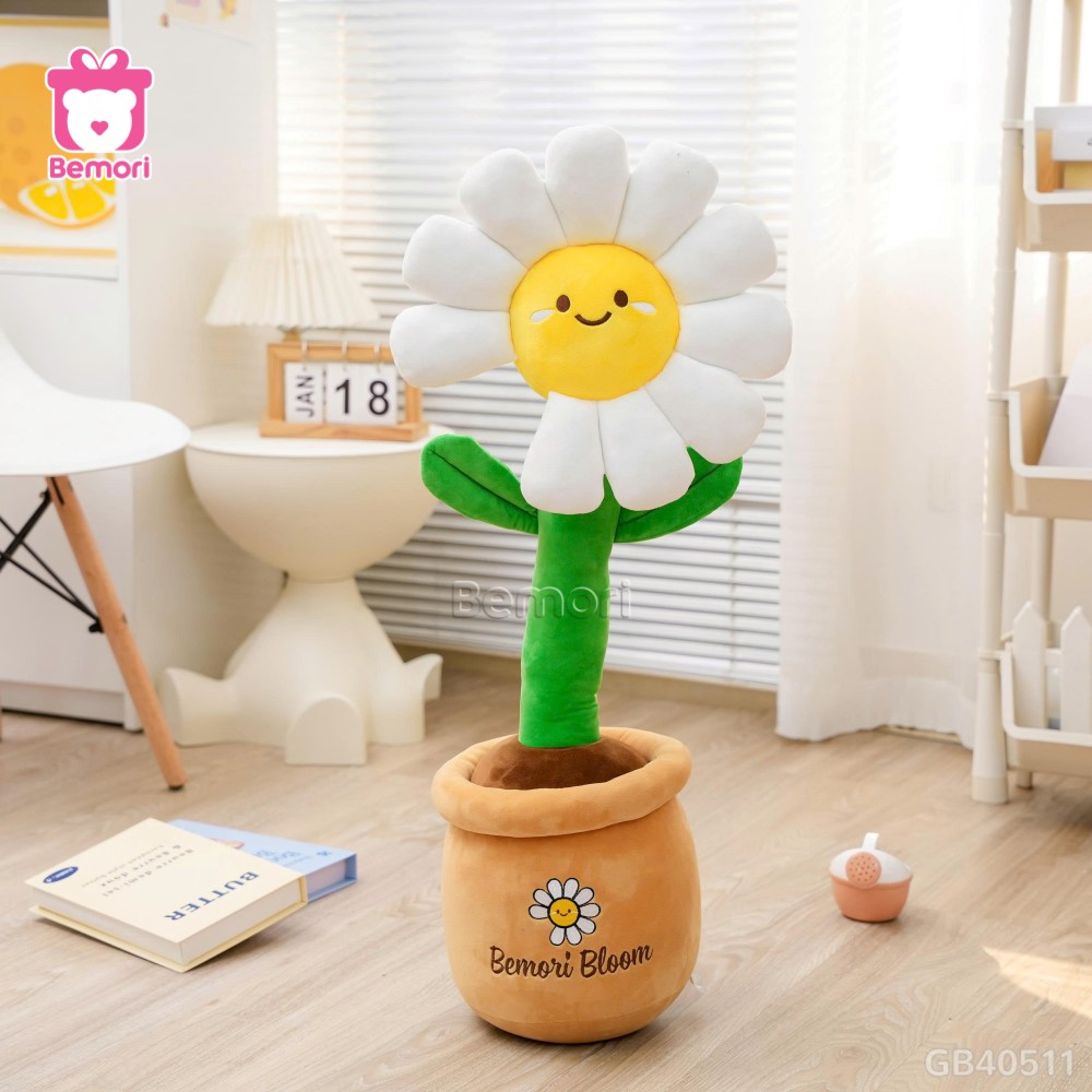 Chậu Hoa Daisy Bông