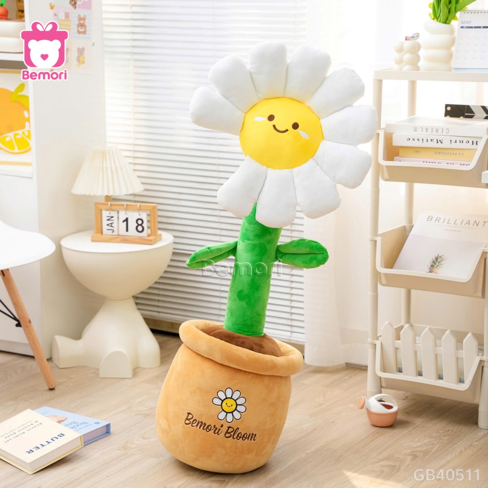 Chậu Hoa Daisy Bông