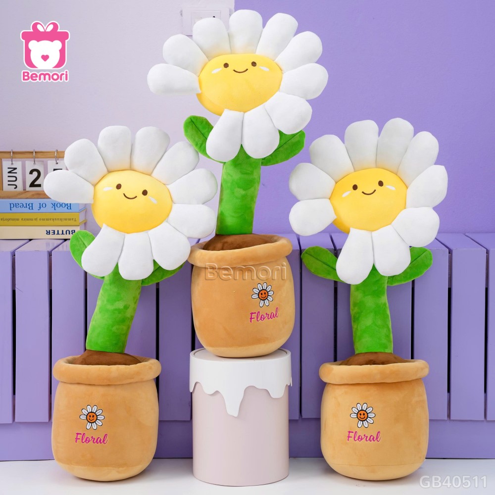 Chậu Hoa Daisy Bông