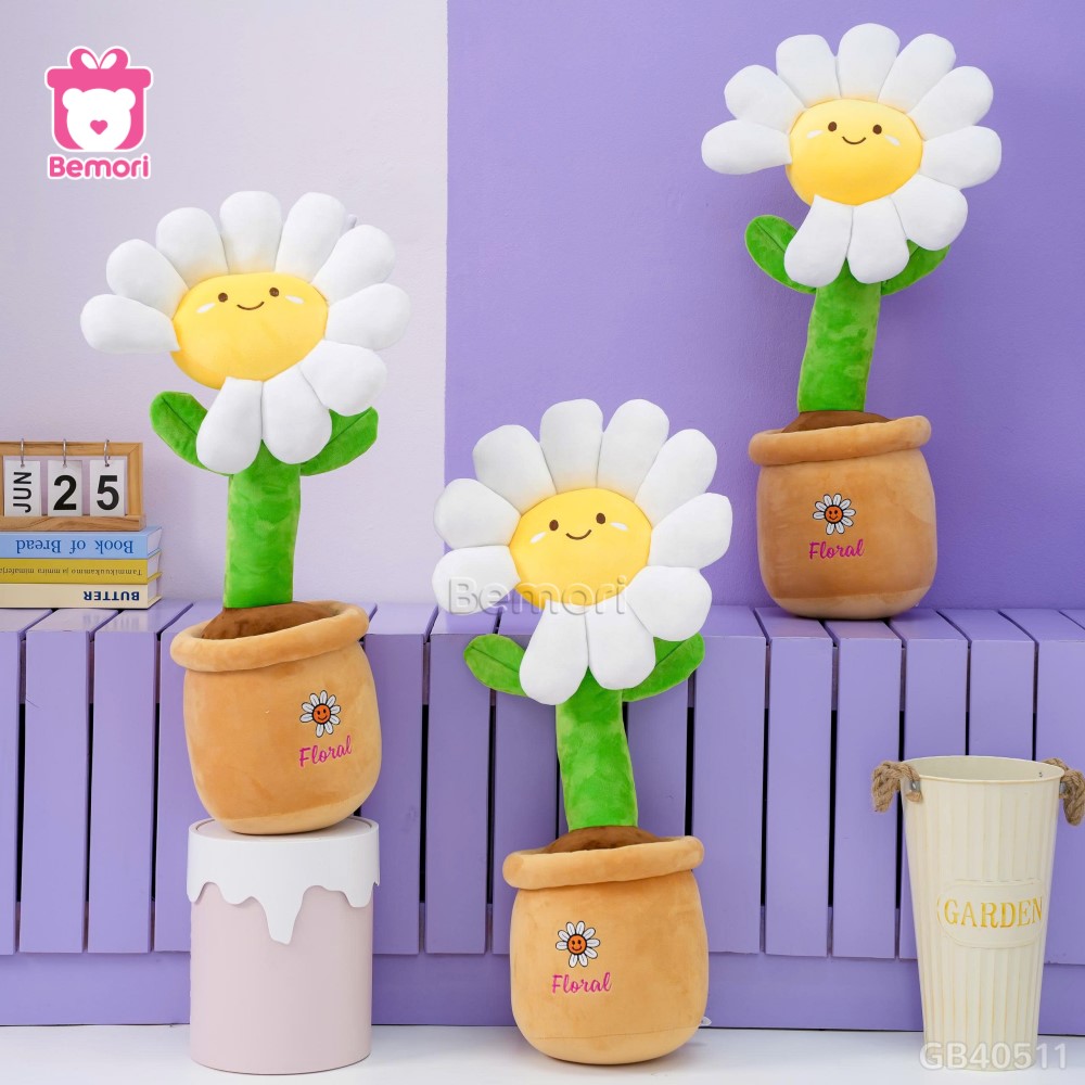 Chậu Hoa Daisy Bông
