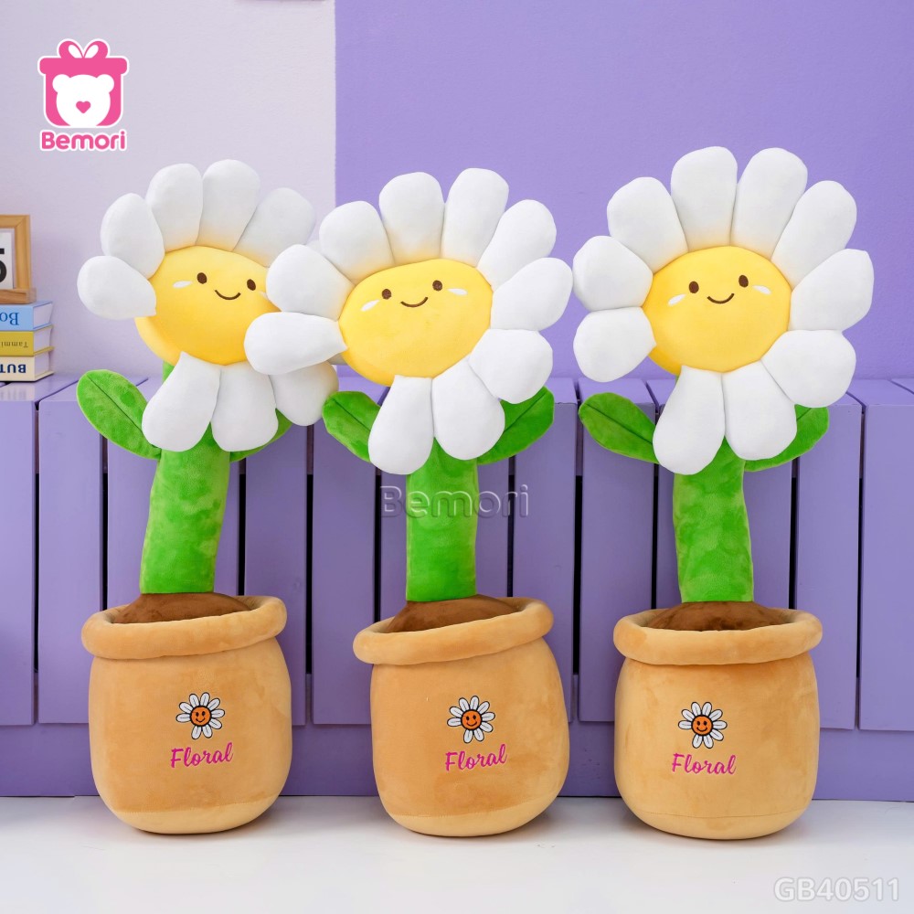 Chậu Hoa Daisy Bông