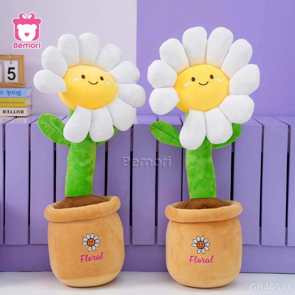 Chậu Hoa Daisy Bông
