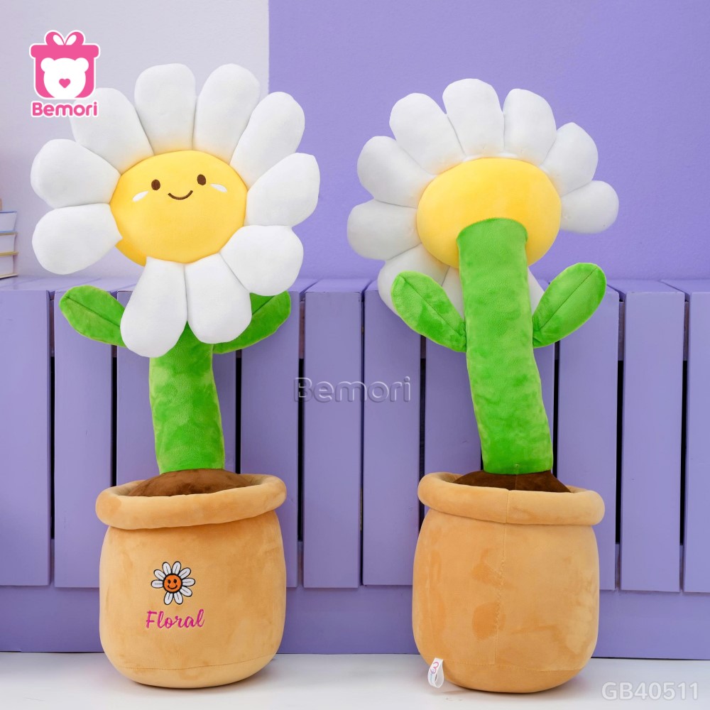 Chậu Hoa Daisy Bông