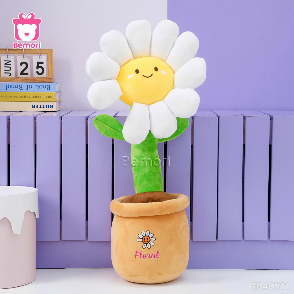 Chậu Hoa Daisy Bông