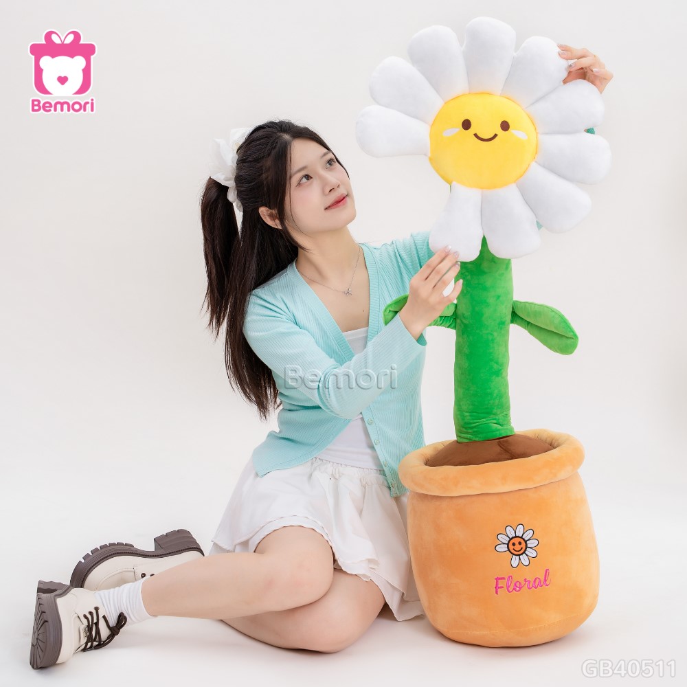 Chậu Hoa Daisy Bông
