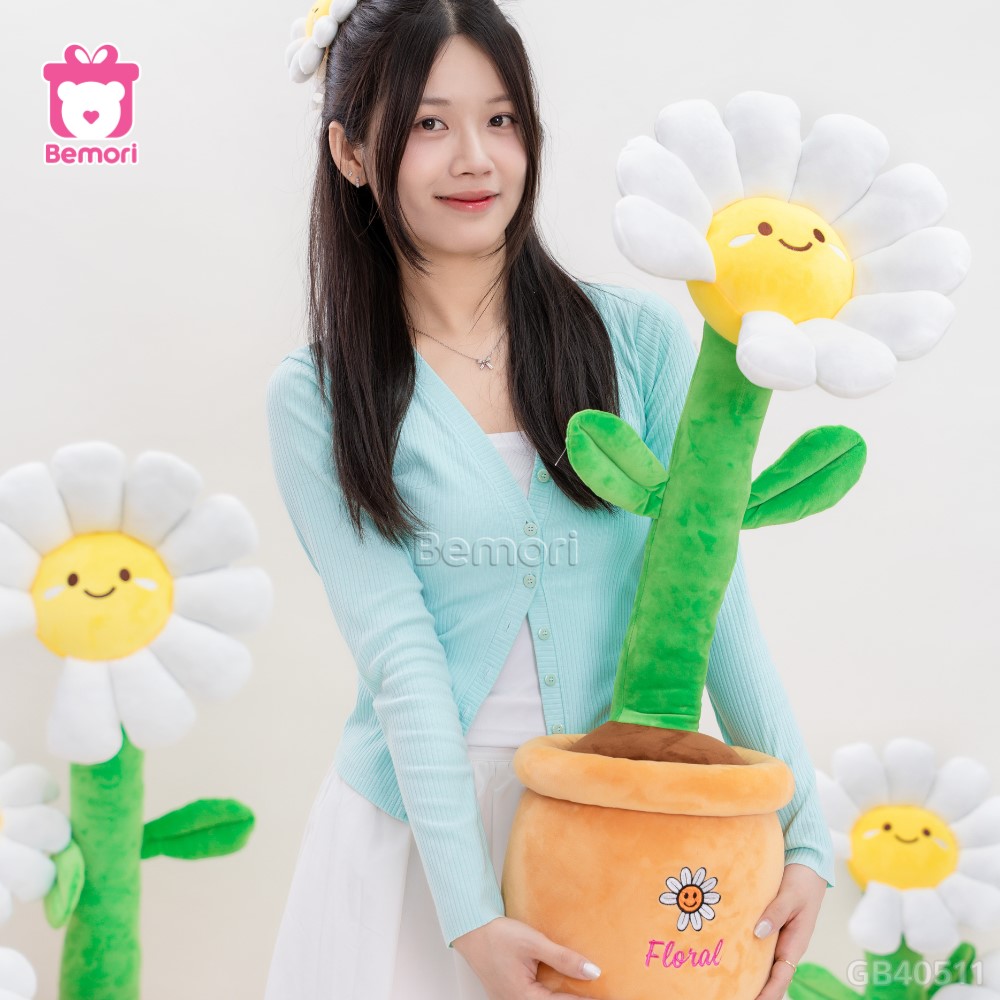 Chậu Hoa Daisy Bông