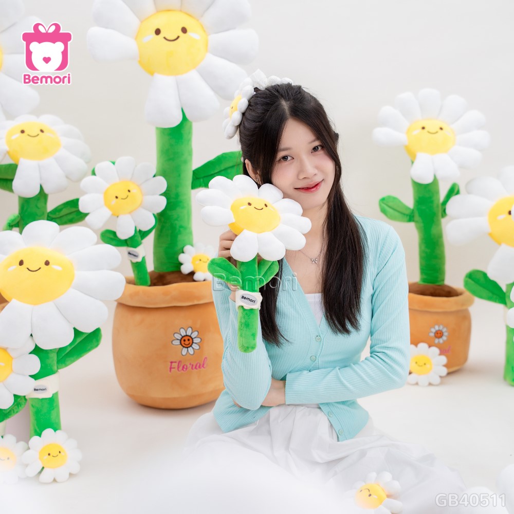 Chậu Hoa Daisy Bông