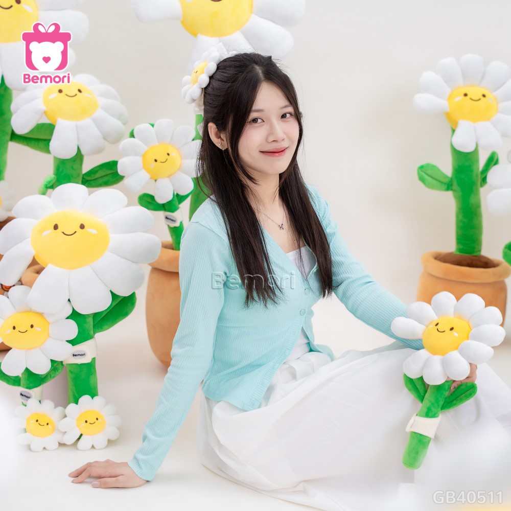 Chậu Hoa Daisy Bông