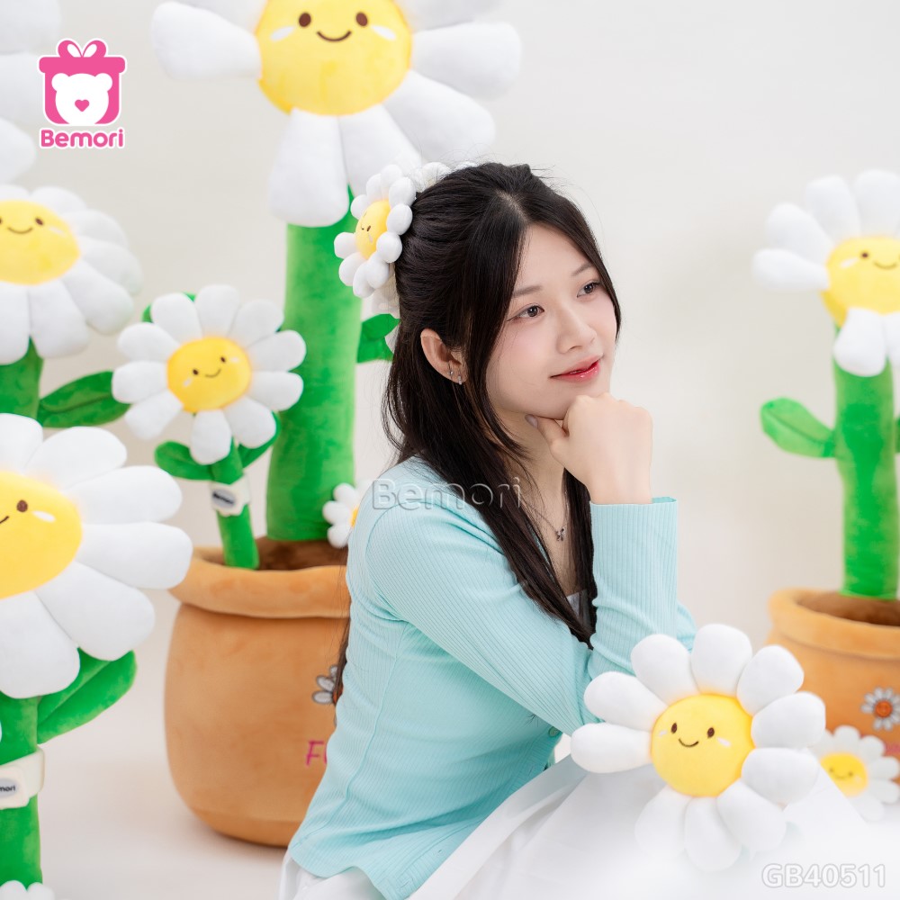 Chậu Hoa Daisy Bông