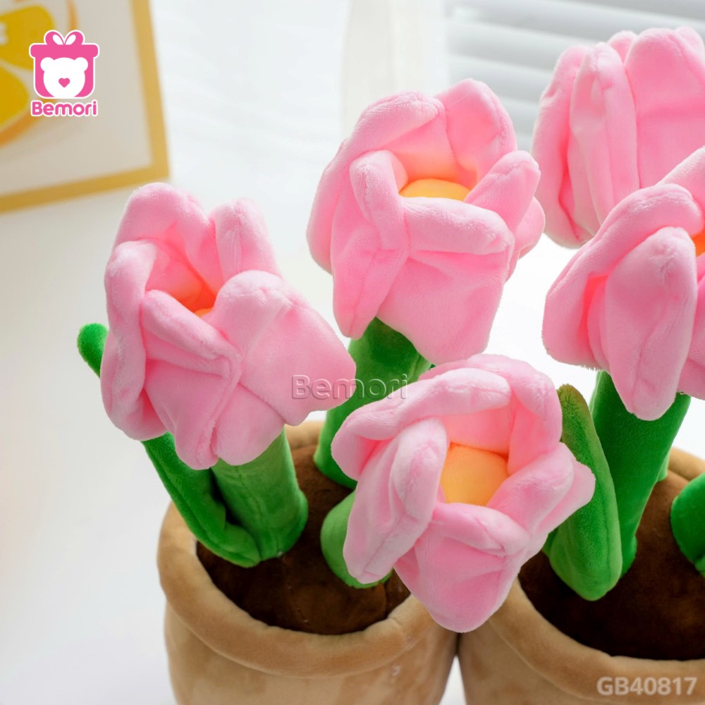 Chậu Hoa Tulip Bông