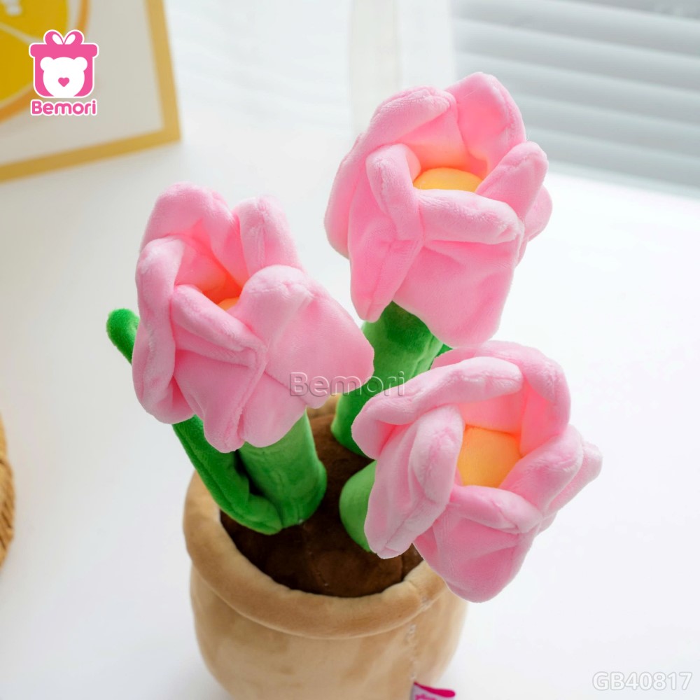 Chậu Hoa Tulip Bông