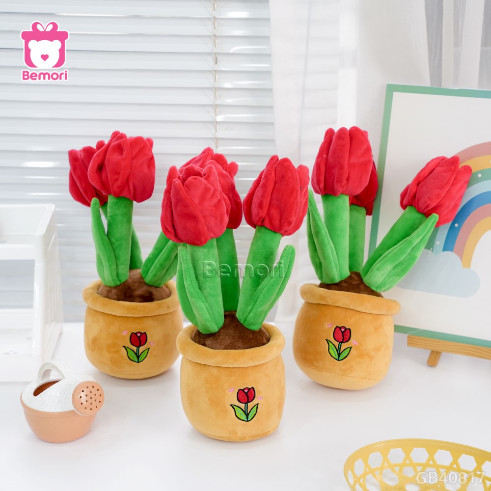 Chậu Hoa Tulip Bông