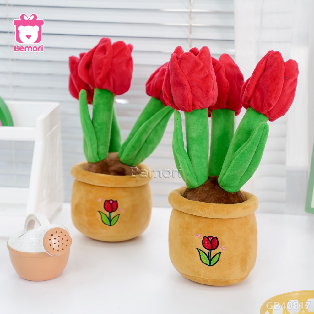 Chậu Hoa Tulip Bông