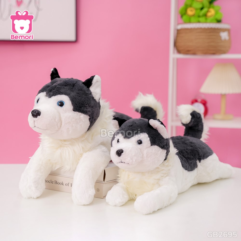 Chó Bông Husky Cổ Lông Nằm