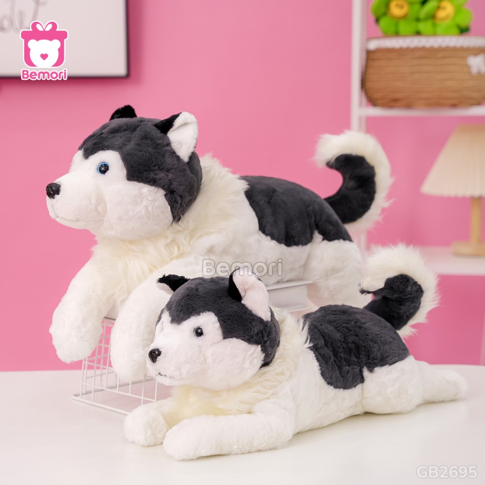 Chó Bông Husky Cổ Lông Nằm dễ thương
