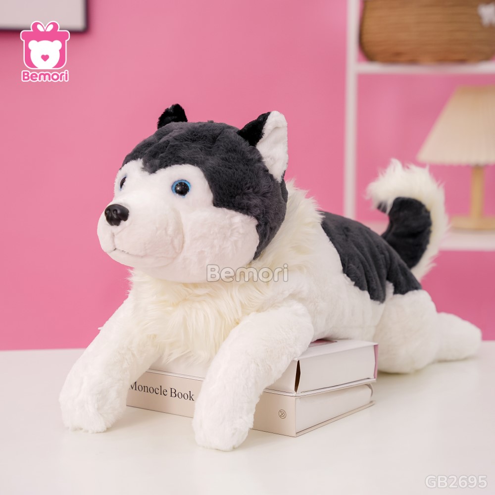 Chó Bông Husky Cổ Lông Nằm đáng yêu